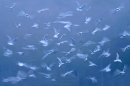 black-headed-gulls-in-flight