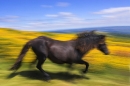 exmoor-pony-running