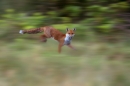 fox-in-full-sprint