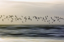 knot-in-flight