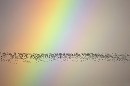 Lapwings in flight against rainbow