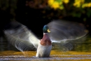 mallard-stretching-wings