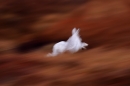 mountain-hare-sprinting-across-moor