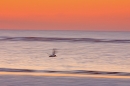 oystercatcher-in-flight-at-dusk
