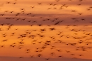 pink-footed-geese-in-flight