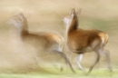 red-deer-hinds-running