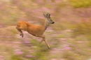 roe-deer-buck-running