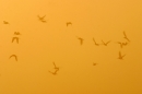 waders-swirling-through-dawn-mist