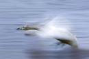 whooper-swan-coming-in-to-land