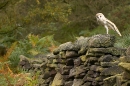 barn owl stretching