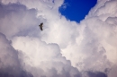 buzzard in flight