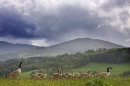 Canada geese with young against snowdonia mountains