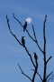 cormorants silhouetted at dusk