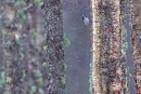 crested tit in snowfall