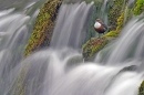 dipper resting on waterfall