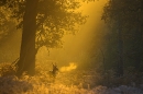 fallow buck at dawn