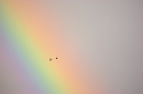 garganey pair in flight against rainbow