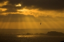 Kittiwakes flying against storm clouds at last light