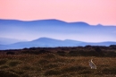 mountain hare backlit at dusk