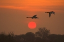 mute swans in flight at dawn