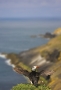 puffin on cliff top