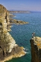 razorbill calling from cliff top