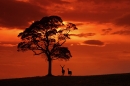 red deer stag and hind at dusk