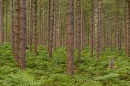 roe deer in forest