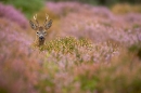 roe deer peering over heather