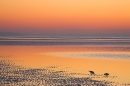 snipe feeding at dusk