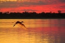spoonbill in flight at dusk