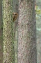 Tawny owl peering around tree