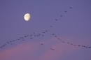 whooper swans in flight at dusk