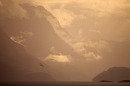 black-browed-albatross-in-flight