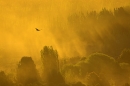 black-vulture-in-flight-at-dawn