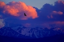 black-vulture-in-flight-at-dusk