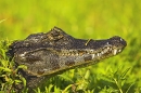 caiman