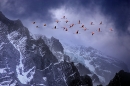 chilean-flamingos-in-flight-against-andes-mounatains