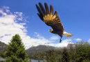 chimango-caracara-in-flight