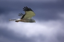 cinerous-harrier-in-flight