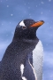 gentoo-penguin-in-snowfall