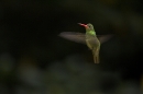 hummingbird