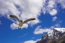 laricous-gull-in-flight
