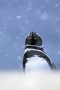 megallanic-penguin-in-snowfall
