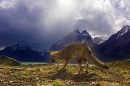 patagonain-fox