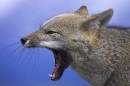 patagonian-fox-yawning