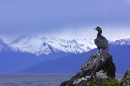 rock-shag