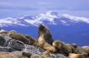 south-american-sea-lion-colony