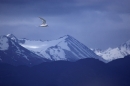 south-american-tern-in-flight