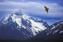 southern-skua-in-flight-against-mount-olivia